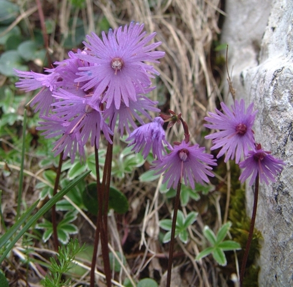 Soldanella alpina / Soldanella alpina